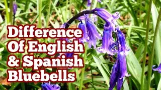What Is The Difference Between Spanish And English Bluebells?