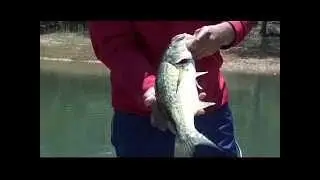 License to Fish | Georgia Outdoors Vintage