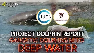 Project Dolphin Report: Gangetic Dolphins Need Deep Water | 4sides tv english