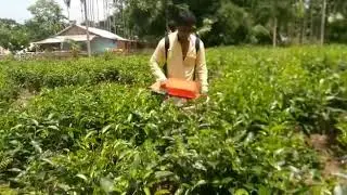 Battery Tea Harvester!NEW!Waterproof!7hrs working