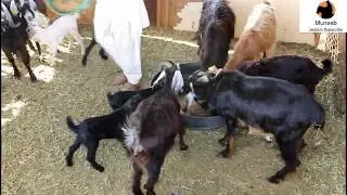 FEED MIXING FOR GOATS & HORSE IN ABU DHABI .