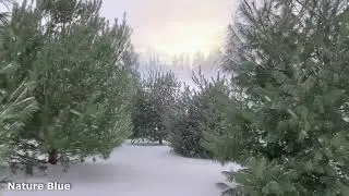 4K Relax with Nature-Beautiful Piano Music - Real Snow on Pines
