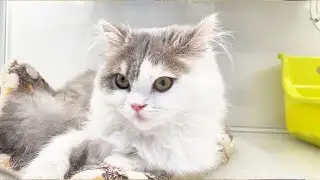 Fluffy Kitten Cuteness Overload You Won't Believe It Pet Shop Cat sleep