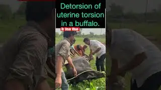 Detorsion of uterine torsion in a buffalo. I Dystocia l Difficulty in calving l dr Umar Khan