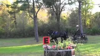 Percheron mare team: sold