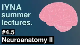 Neuroanatomy II | IYNA Summer Lectures #4.5