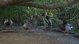Ducks Doing Duck Things in 4K30p - Nikon Z5II + 24-120/4S