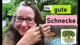 Was Schnegel im Garten k&ouml;nnen und wie du sie erkennst