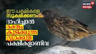 ഈ പക്ഷികളെ സൂക്ഷിക്കണം, ദാഹിച്ചാൽ രക്തം കുടിക്കുന്ന ഡ്രാക്കുള പക്ഷികളാണ്&zwnj; ഇവ | VAMPIRE FINCH | N18V