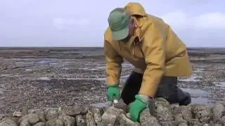 par Pascal Gaubert clip6