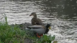 RedTailed Hawk, Sonny, Fluffy, Peacock, Kali, Marvin and Mavis-Mallard Ducks, Park Songbirds, Peahen