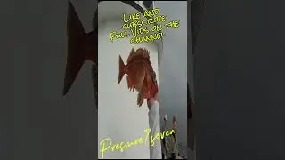 10/24/25 SLOW PITCH JIGGING Deep Drop Drifting out of Dana Wharf Sportfishing on the Sum Fun