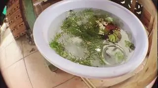 Thử &eacute;p c&aacute; betta sinh sản