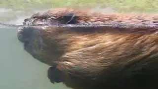 Beaver at the Oregon Zoo
