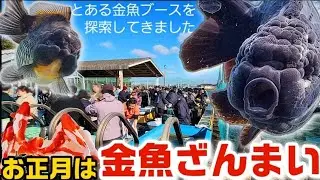 超絶お買い得！お正月の金魚イベント