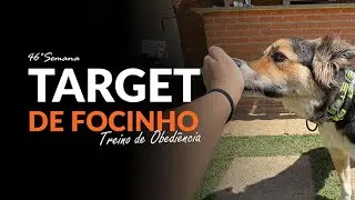Treino completo para ensinar TARGET DE FOCINHO 🐶 | Adestramento Grátis | Cão Guardião