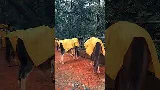 Matheran Beauty ⛰️🌿 #ytshorts #matheran #echopoint #trip #maharashtra #trekking #travelshorts