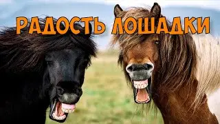 Лучшие приколы - прикол из жизни. Лошадка развлекается