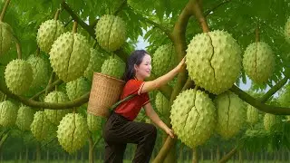 Girl harvesting custard apples to make custard apple cake | traditional cuisine