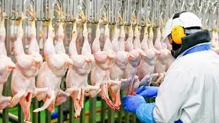 Inside a 100000$ Frozen Chicken Factory | How Chicken Is Processed, Frozen & Packed