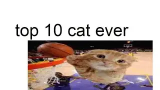top 10 cat ever