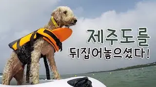 제주도에 캠핑 가서 최고로 신난 강아지