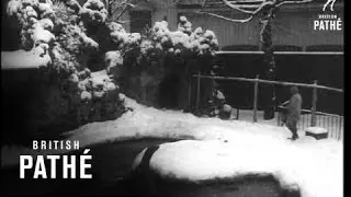 Snow Time At The Artis Zoo (1963)