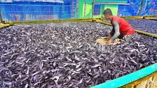 Check out the big catfish farm