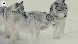Grey Wolves: The Wild Guardians Reshaping Nature