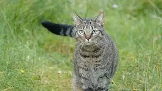 Tiger Cub's First Prey - David Attenborough - Tiger - Spy in the Jungle - BBC