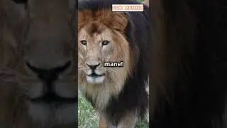 5 Jaw-Dropping Facts About the Cape Lion!
