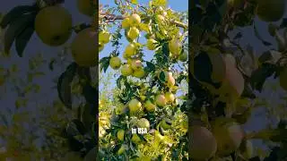 Amazing green apple trees!🍏🍏🍏Apple farm USA 🇺🇸 #fruit #apple #amazing #trending #shorts #viral
