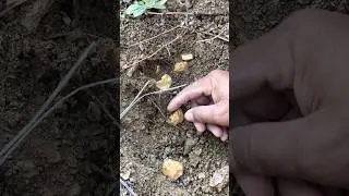 Amazing gold digging at mountain #findinggold #goldhunter #gold #goldnugget