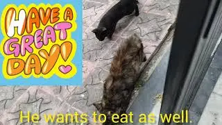 Brave Street kitten is talkative & the territorial aggressive fight winner @Wanttono