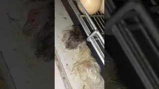 Mais um novo vídeo mostrando o nascimento dos pintos caipira e os filhotes de galinha da angola 