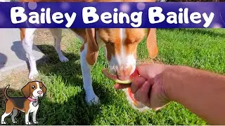 Summertime Treat - Bailey Being Bailey