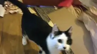 Baby Basil Christmas Zoomies