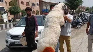 Expensive sheep in srinagar eidgah  sultan#exploring#viral#vlog#like #love#subscribe eid tayari