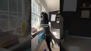 Productive as always! 😆 #bernesemountaindog