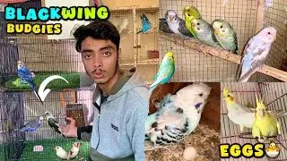 Finally blackwing budgies ne andy de diye🥳|Cockatiel ne b andy de diye😍|Andy hi Andy😱