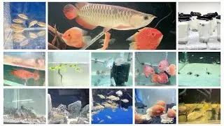 Tank Treasures Aquarium Shop Best Quality Aquarium Fishes At Reasonable Prices In Delhi #aquarium