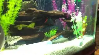 Aggressive RedTail Shark