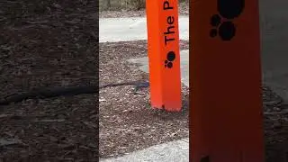 Snake at The Ponds NSW Sydney #youtubeshorts #funny #kid #shorts #shortvideo
