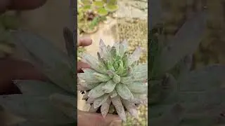 How is My Simple and Beautiful  Pachyphytum hookeri #shorts