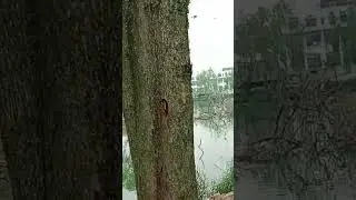 #wisata air & taman burung bangou di taman kompleks cemara asri