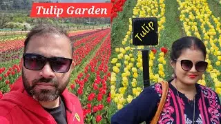 Beautiful Tulip🌷 Garden at Srinagar , Kashmir | #tulip #tulipgardenkashmir #tulips #tulipfields
