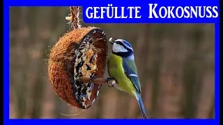 Vogelfutter Kokosnuss selbst gemacht