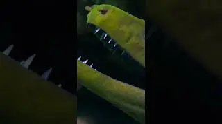 🐙 Octopus vs Moray Eel ⚡ Reef Ambush