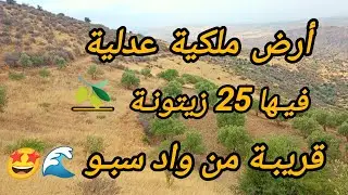 2025/7/11 : تقريبا 3000 متر ملكية عدلية بها 25 زيتونة قرب واد سبو بثمن 5 مليون ونصف .  0652902061