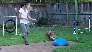 Cooper jumping with tunnel and new object